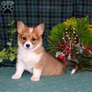 Carla, Pembroke Welsh Corgi Puppy