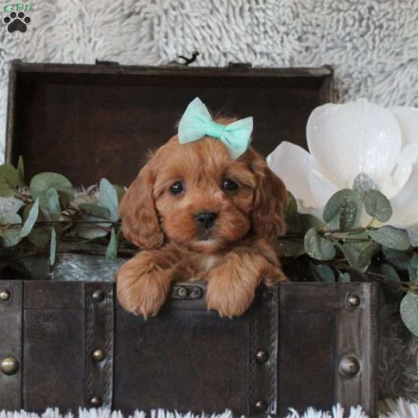 Carmen, Cavapoo Puppy