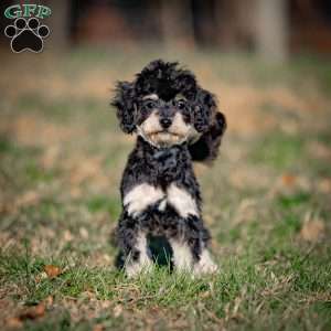 Carrie, Toy Poodle Puppy