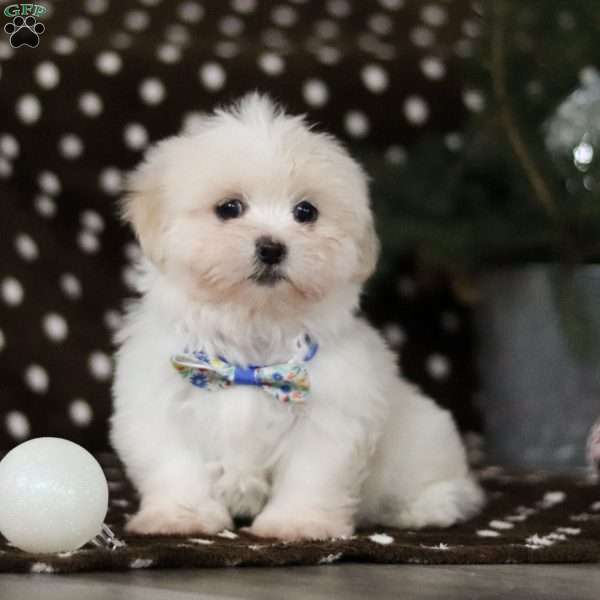 Carson, Lhasa Apso Puppy