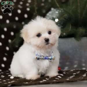 Carson, Lhasa Apso Puppy