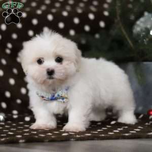 Carson, Lhasa Apso Puppy