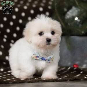 Carson, Lhasa Apso Puppy