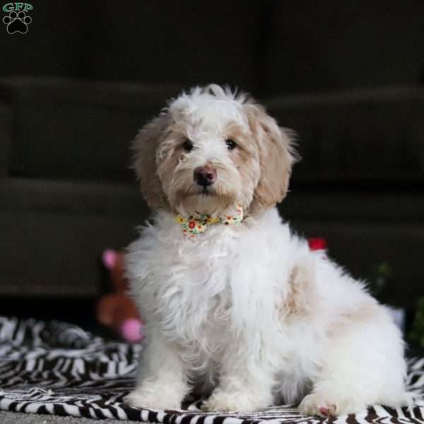 Carter, Maltipoo Puppy