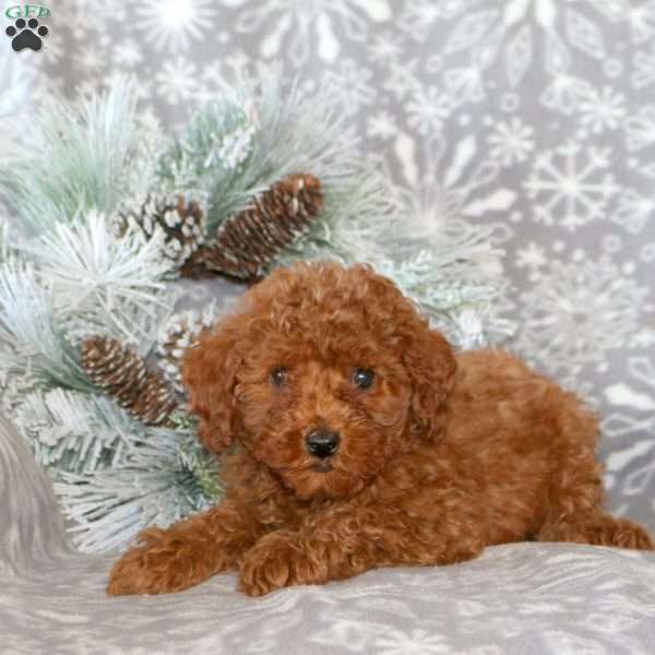 Carter, Cavapoo Puppy