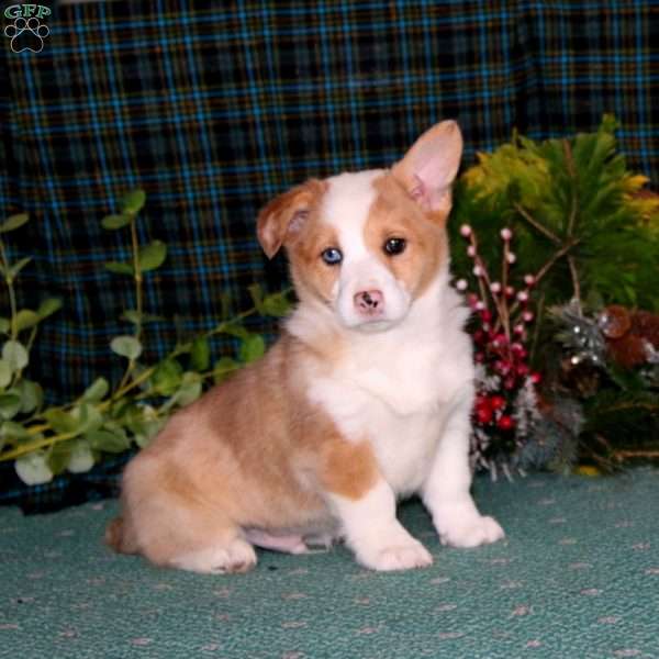 Carter, Pembroke Welsh Corgi Puppy