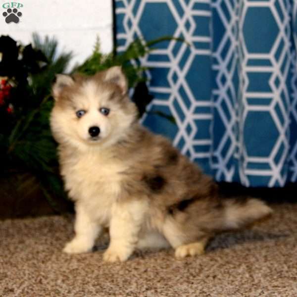 Carter, Pomsky Puppy