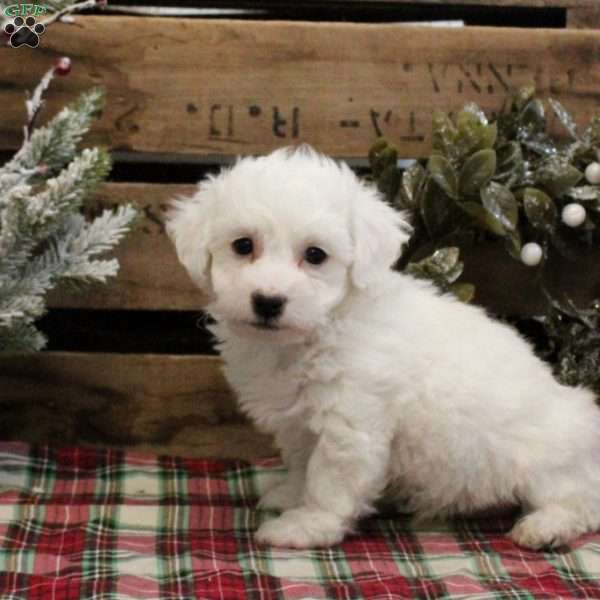 Carter, Bichon Frise Puppy