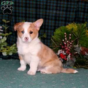 Carter, Pembroke Welsh Corgi Puppy