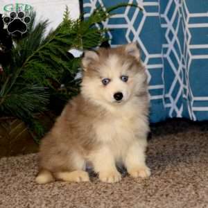 Carter, Pomsky Puppy