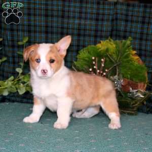 Carter, Pembroke Welsh Corgi Puppy