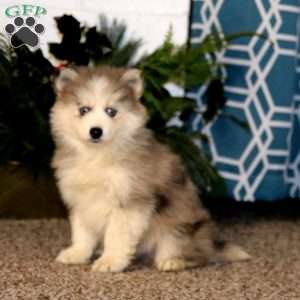 Carter, Pomsky Puppy