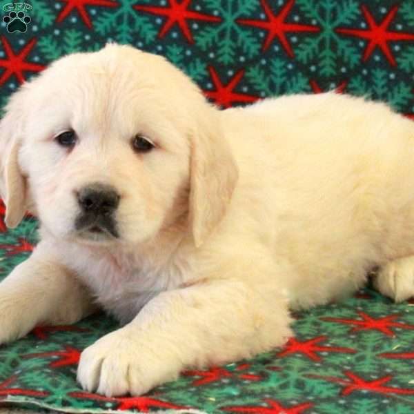 Cash, English Cream Golden Retriever Puppy