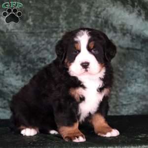 Casper, Bernese Mountain Dog Puppy