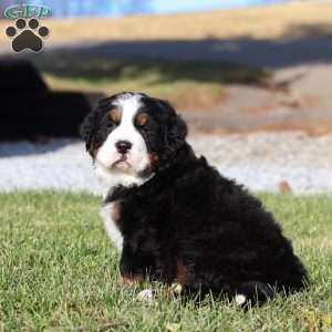 Casper, Bernese Mountain Dog Puppy