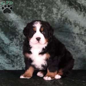 Casper, Bernese Mountain Dog Puppy