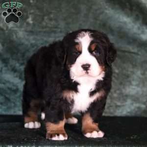 Casper, Bernese Mountain Dog Puppy