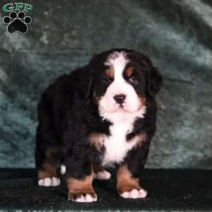 Casper, Bernese Mountain Dog Puppy