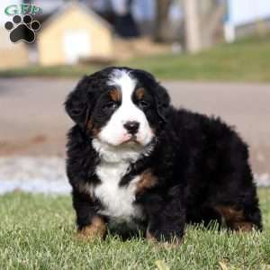 Casper, Bernese Mountain Dog Puppy