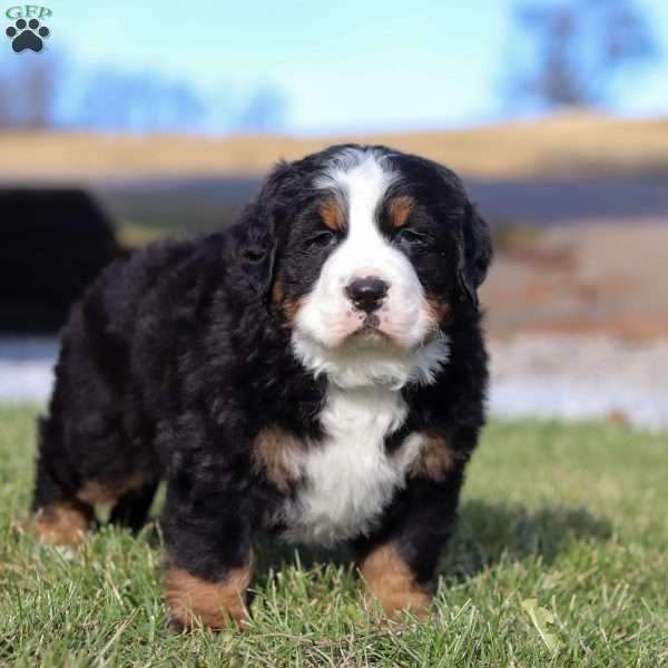 Casper, Bernese Mountain Dog Puppy