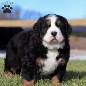 Casper, Bernese Mountain Dog Puppy