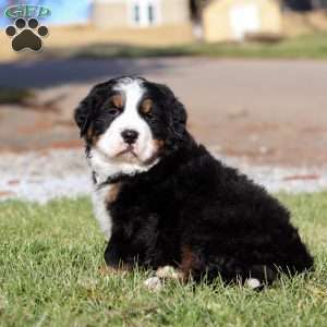 Casper, Bernese Mountain Dog Puppy