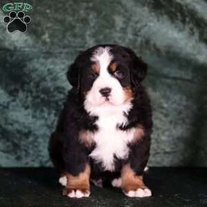 Casper, Bernese Mountain Dog Puppy