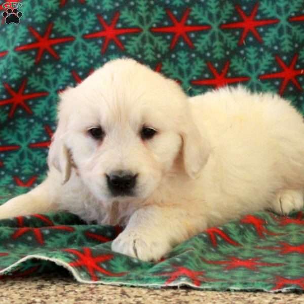 Cassie, English Cream Golden Retriever Puppy