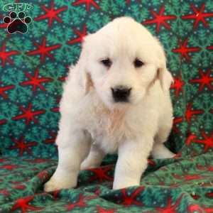 Cassie, English Cream Golden Retriever Puppy