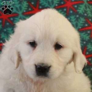 Cassie, English Cream Golden Retriever Puppy