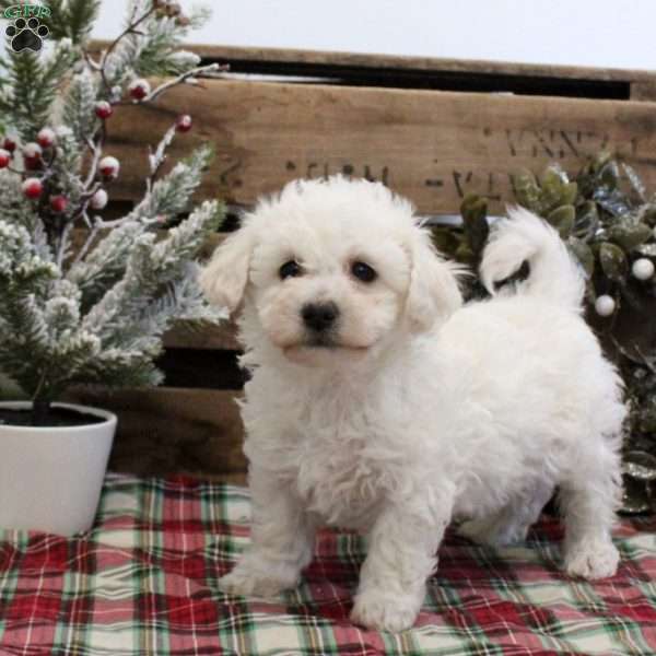 Cassie, Bichon Frise Puppy