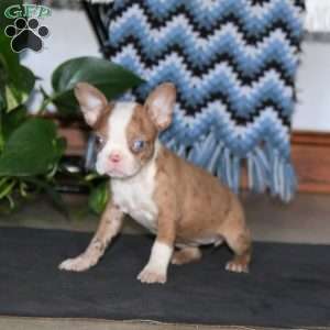 Cassie, Boston Terrier Puppy