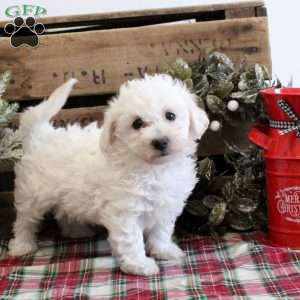 Cassie, Bichon Frise Puppy