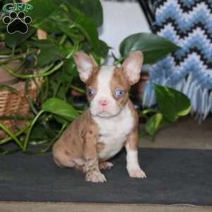 Cassie, Boston Terrier Puppy