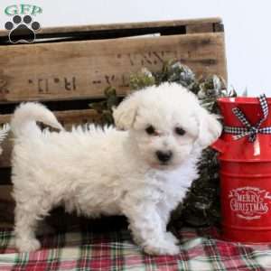 Cassie, Bichon Frise Puppy