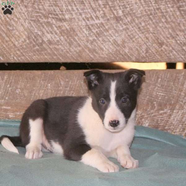 Castor, Border Collie Mix Puppy