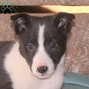 Castor, Border Collie Mix Puppy