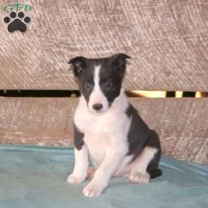 Castor, Border Collie Mix Puppy