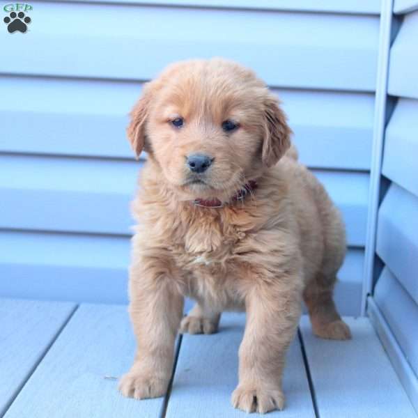 Cayde, Golden Retriever Puppy