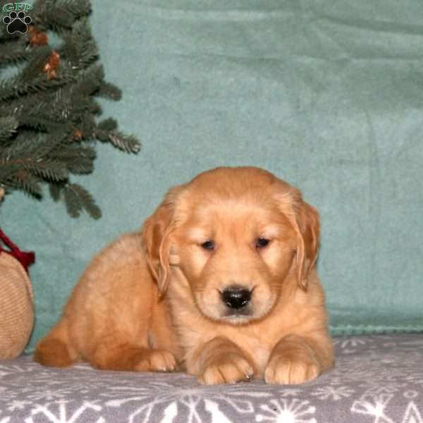 Cayla, Golden Retriever Puppy