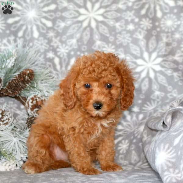 Cayla, Cavapoo Puppy