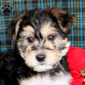 Cayson, Yorkie-Chon Puppy