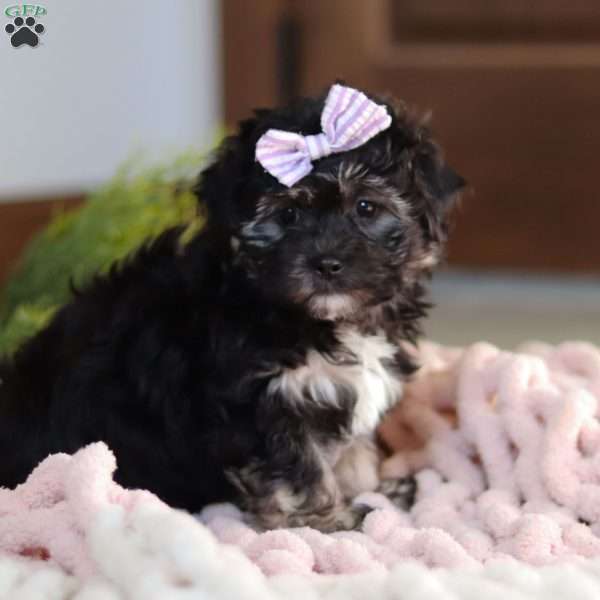 Celia, Teddy Bear Puppy
