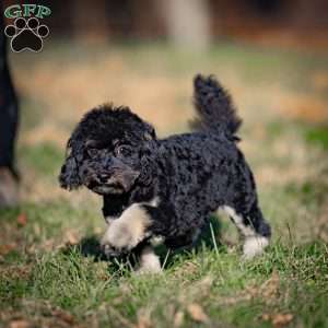 Chad, Toy Poodle Puppy