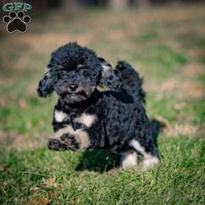 Chad, Toy Poodle Puppy