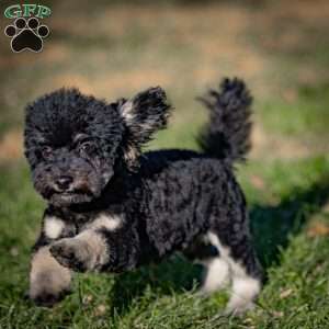 Chad, Toy Poodle Puppy