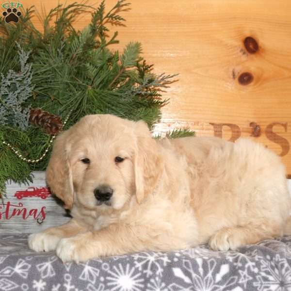 Champ, Goldendoodle Puppy