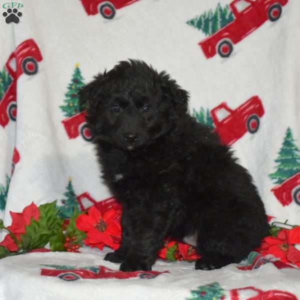 Champ, Border Collie Mix Puppy