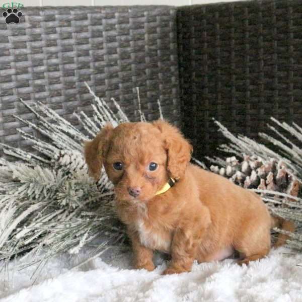 Champ, Cavapoo Puppy