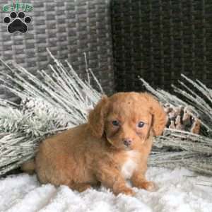 Champ, Cavapoo Puppy